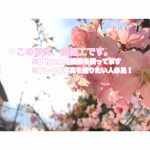 iPhoneのカメラを使って無加工でおしゃれに写真を撮るコツを伝授✨