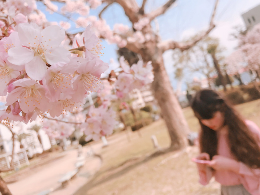 今しかできない！桜を可愛く撮る方法🌸