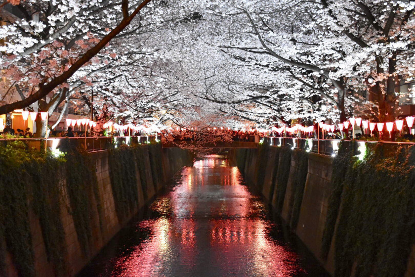 行かなきゃ損❗️桜のトンネル🌸